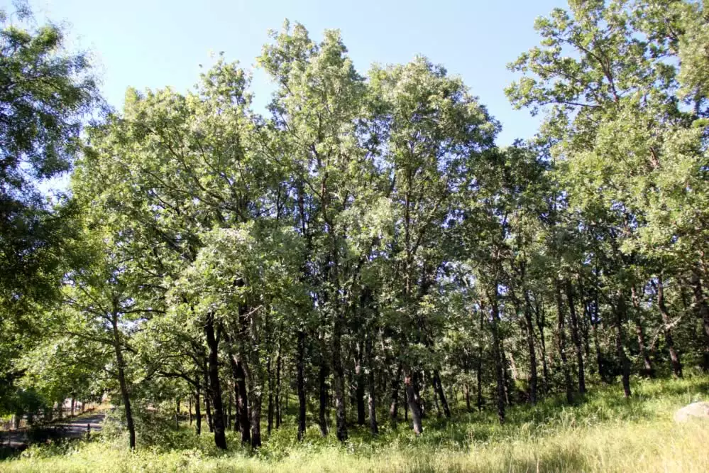 Bosques y dehesas Navahondilla